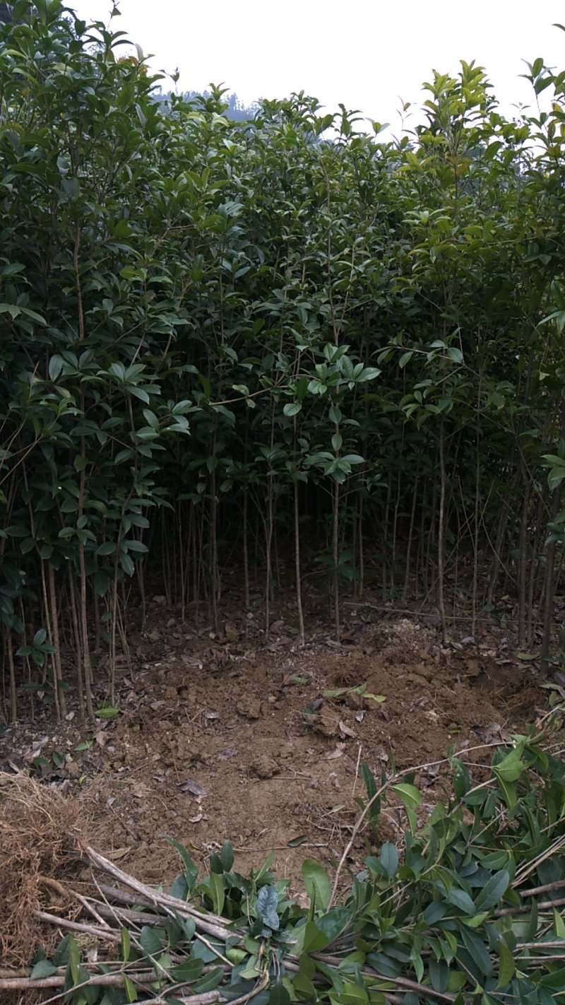 供应各种规格的桂花树及小苗