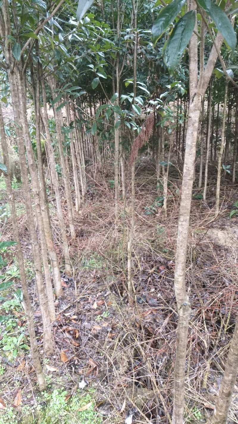 供应各种规格的桂花树及小苗