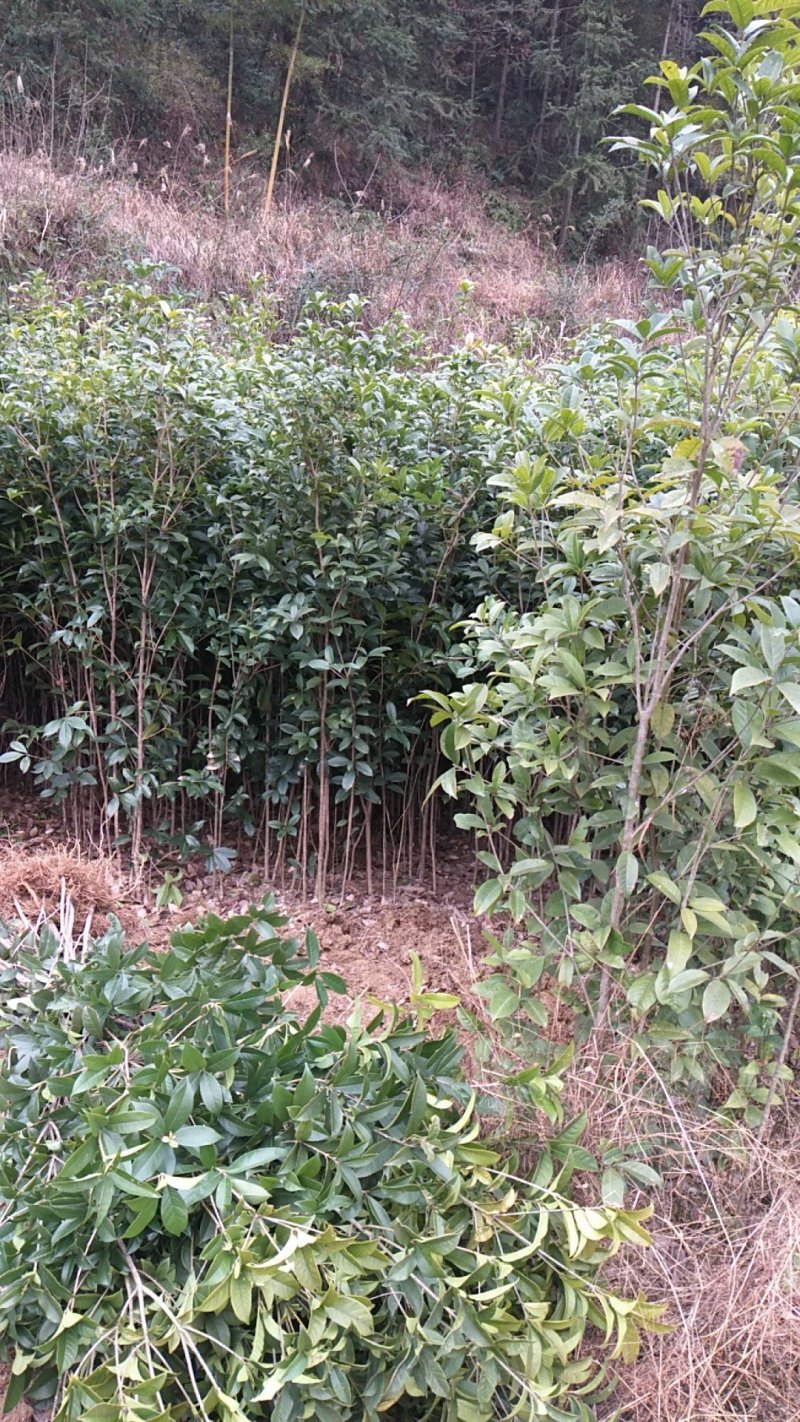 供应各种规格的桂花树及小苗