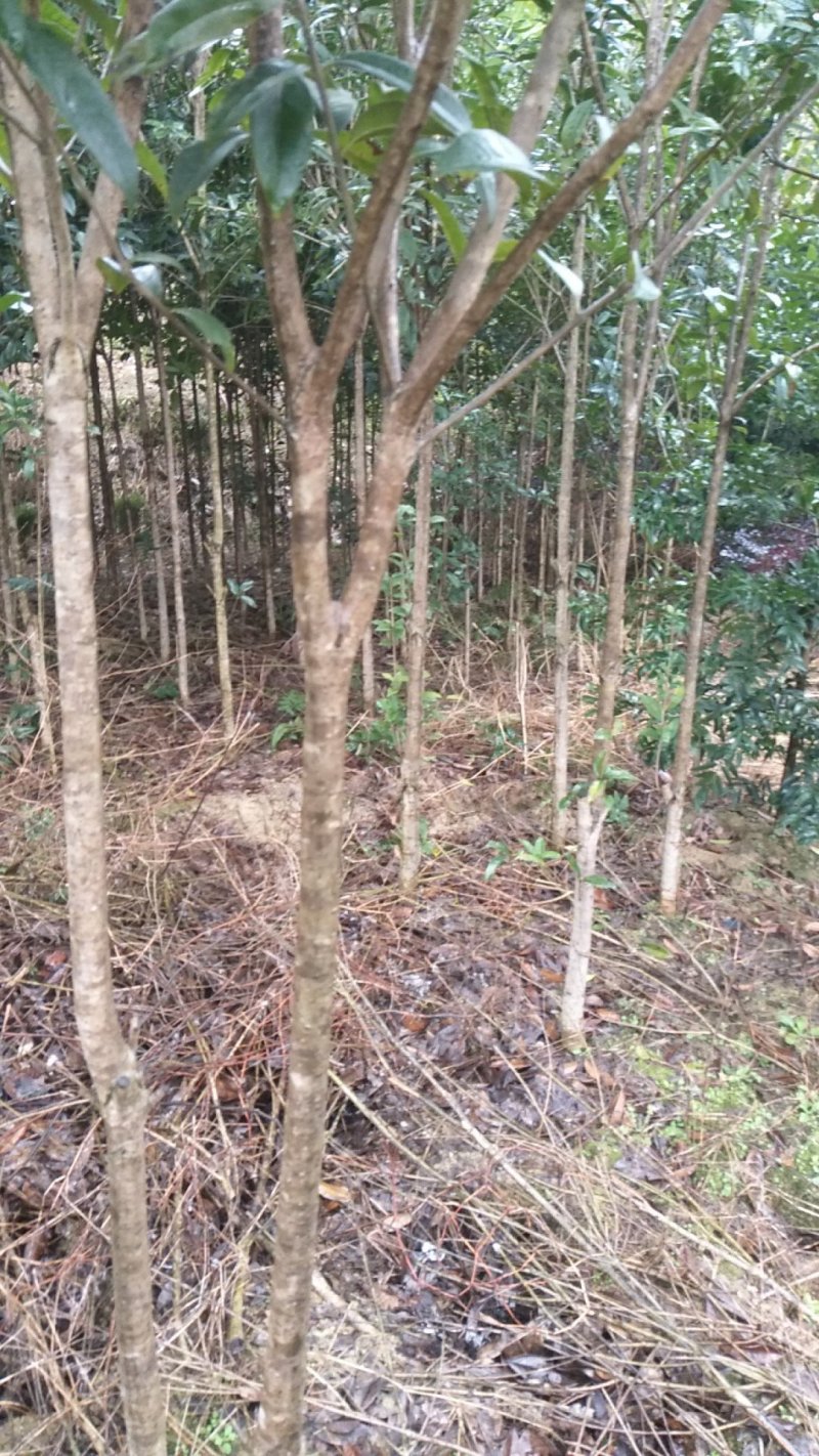 供应各种规格的桂花树及小苗