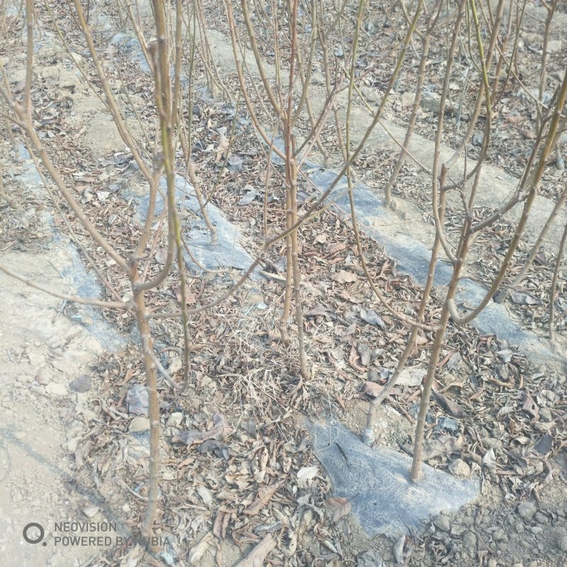 恐龙蛋李子树苗规格1公分左右蜂糖李树苗品种全