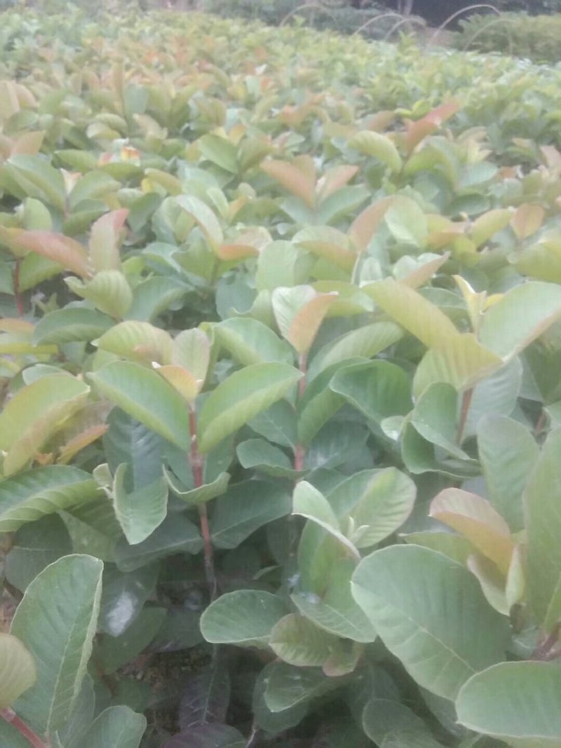 西瓜红番石榴苗，保证正品当年挂果，带叶带杯发货