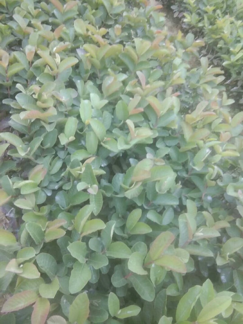 西瓜红番石榴苗，保证正品当年挂果，带叶带杯发货
