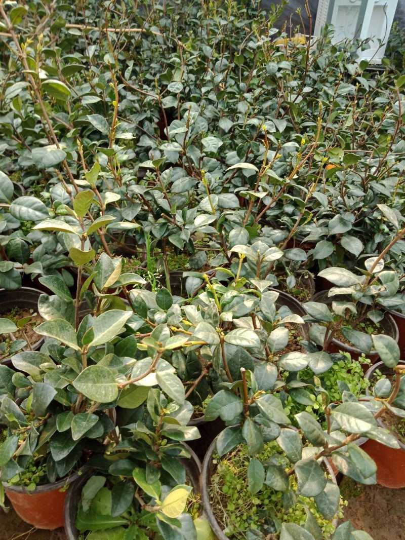 风车茉莉大苗络石藤爬藤植物万字茉莉全年常绿耐寒藤蔓花卉好