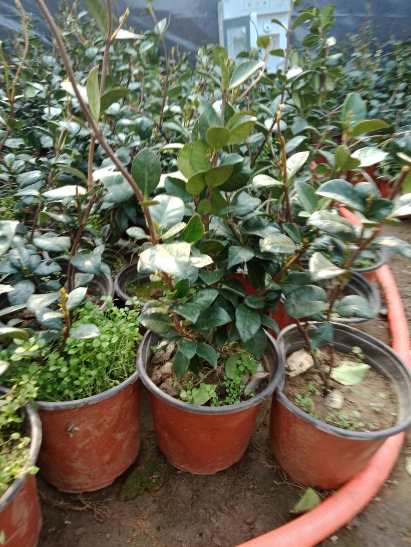 风车茉莉大苗络石藤爬藤植物万字茉莉全年常绿耐寒藤蔓花卉好