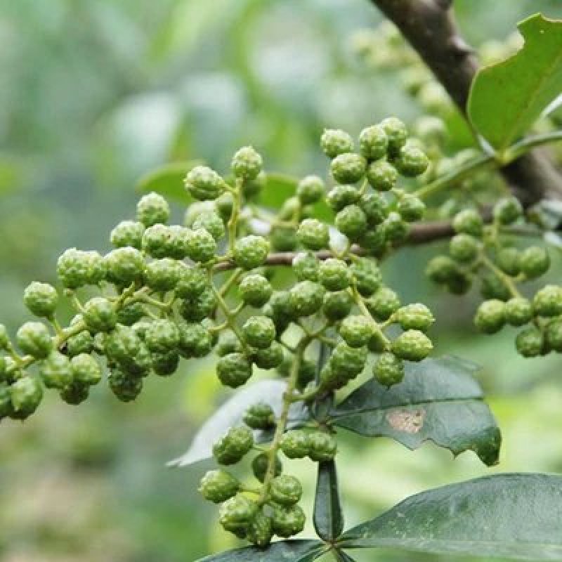 食用花椒苗大红袍花椒树麻椒树苗花椒苗花椒南方北方种植