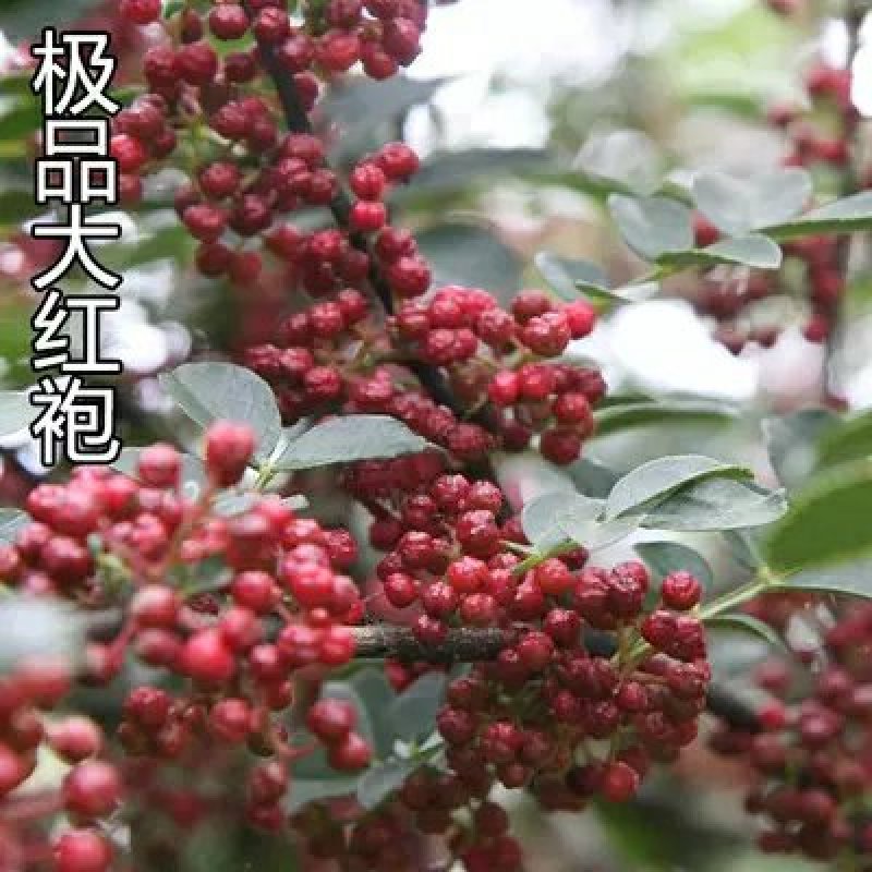 食用花椒苗大红袍花椒树麻椒树苗花椒苗花椒南方北方种植