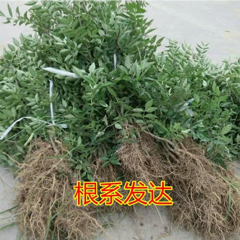 食用花椒苗大红袍花椒树麻椒树苗花椒苗花椒南方北方种植
