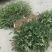 食用花椒苗大红袍花椒树麻椒树苗花椒苗花椒南方北方种植