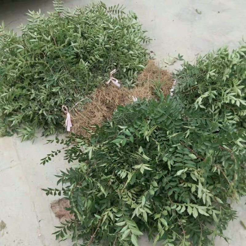 食用花椒苗大红袍花椒树麻椒树苗花椒苗花椒南方北方种植