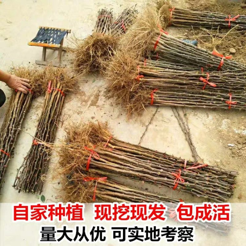 食用花椒苗大红袍花椒树麻椒树苗花椒苗花椒南方北方种植