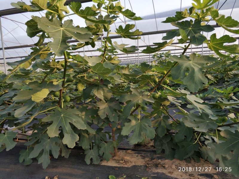 无花果苗杯苗波姬红芭奈拉等