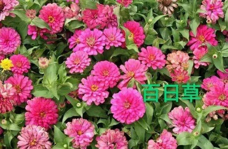 百日草种子，亩用8_10斤