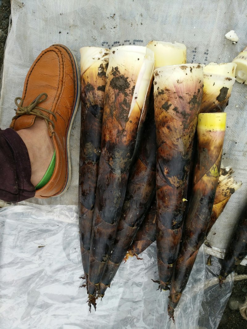 雷竹笋新鲜产地直供，一年就吃这一季，雷竹笋正当时