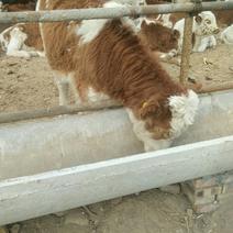 西门塔尔牛犊和怀孕母牛
