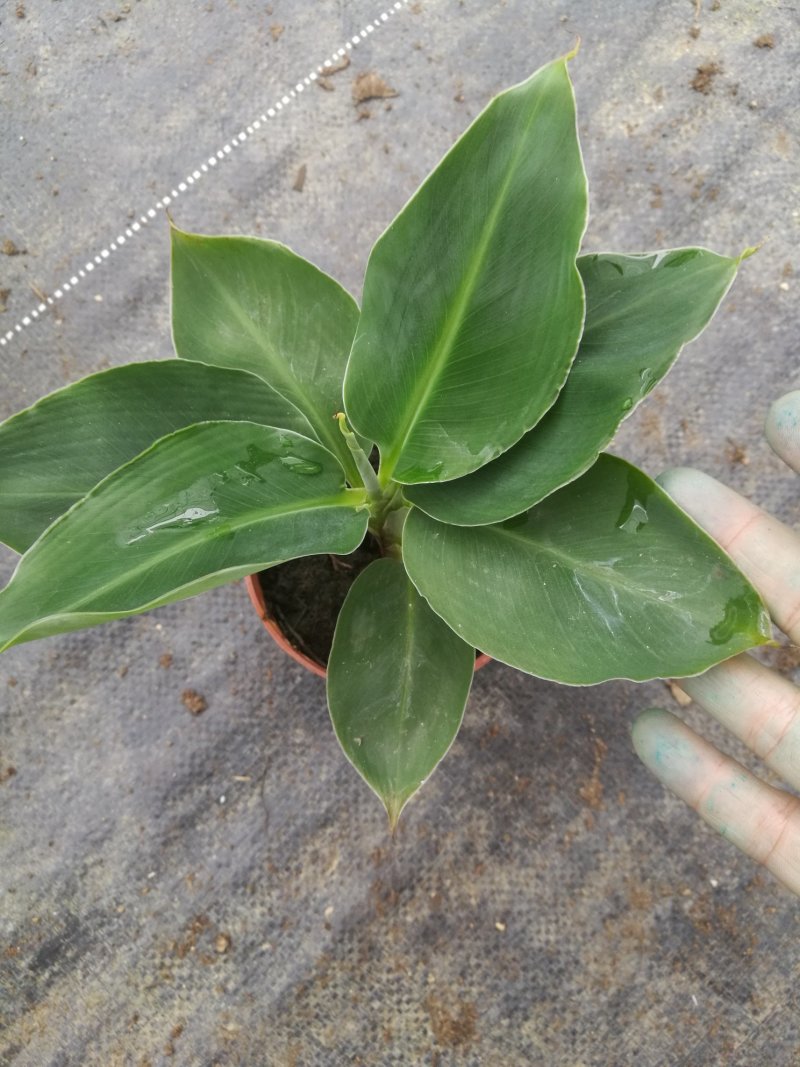 卡文迪什香蕉树，观赏型香蕉树，迷你型盆栽树量大优惠