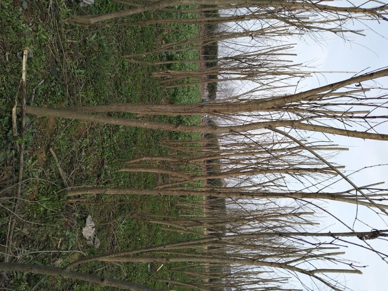 花石榴石榴花绿化苗木工程价格实惠