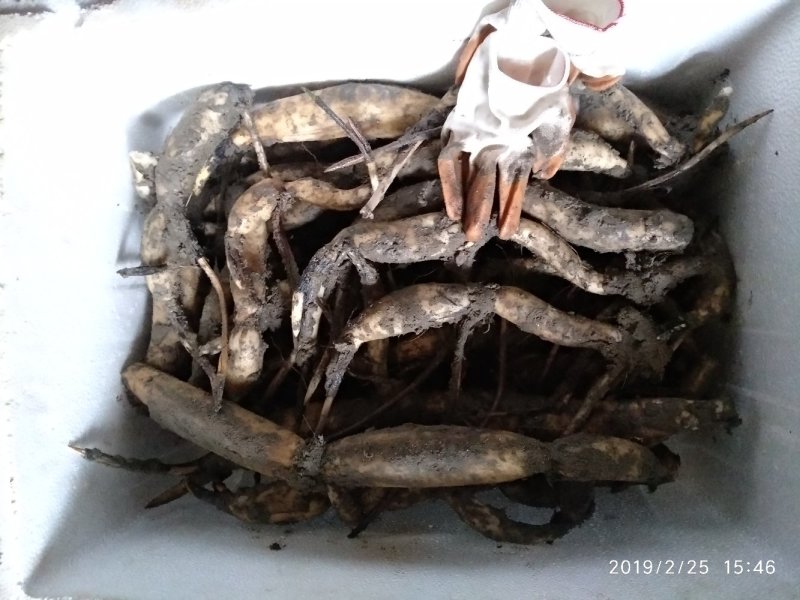 太空莲36号莲子种苗建宁广昌白莲湘莲莲子莲藕种苗产