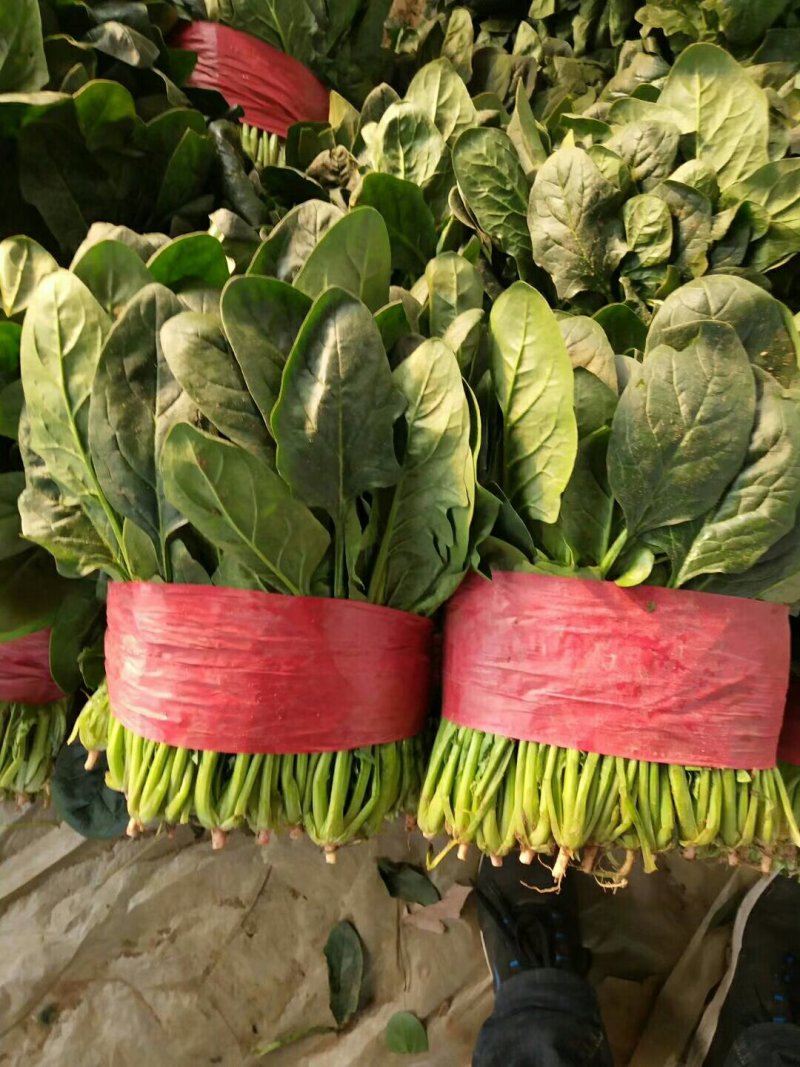 精品大叶菠菜