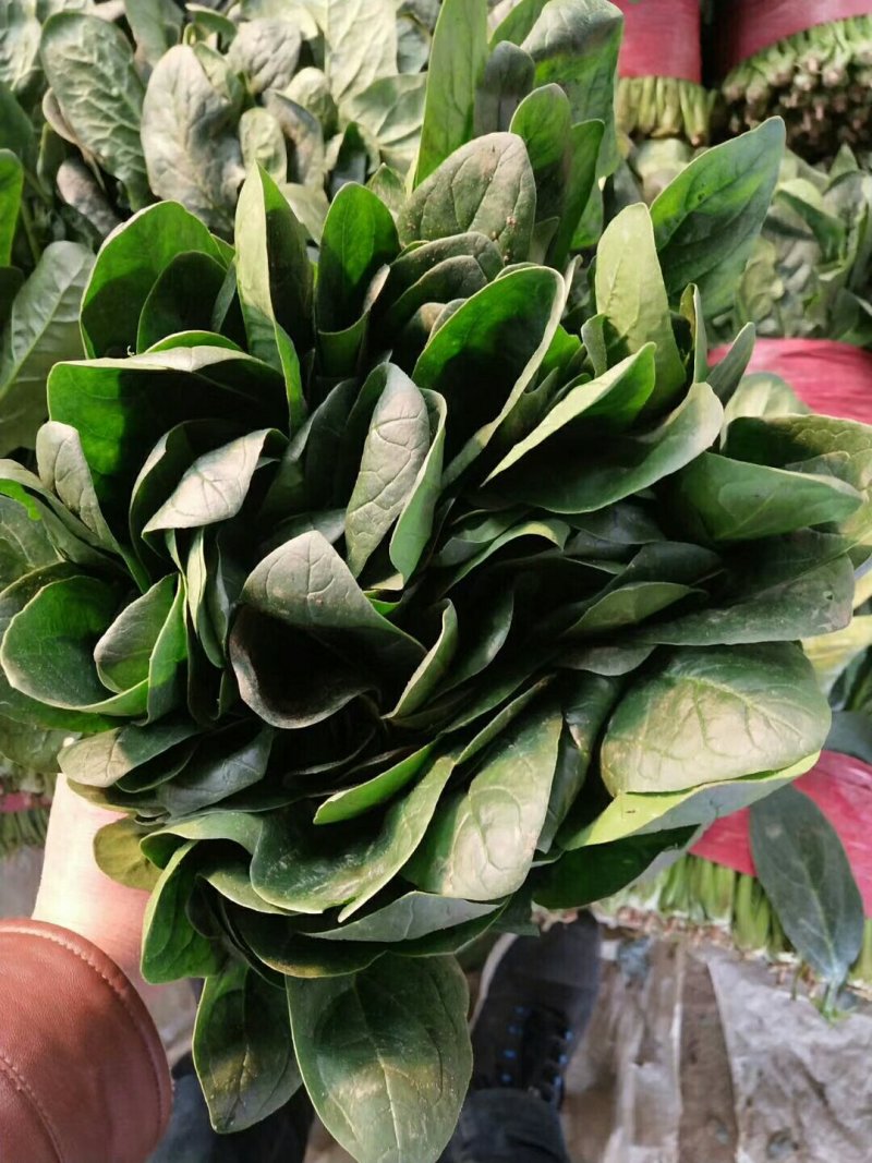 精品大叶菠菜