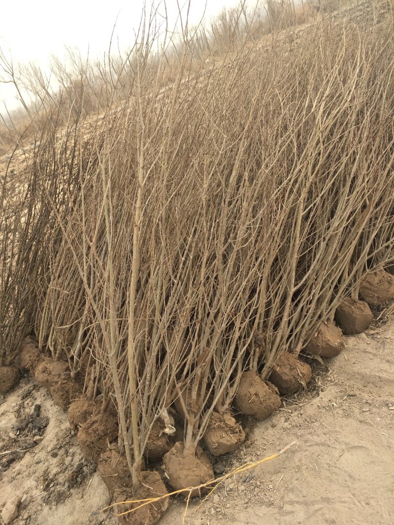 丛生花石榴树，两年苗高1.5-2米,3~6个分枝，