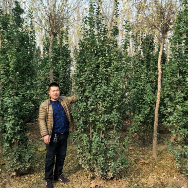 绿化苗木