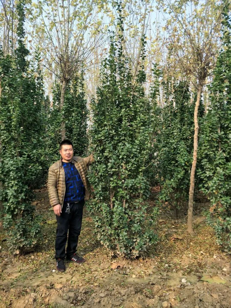 绿化苗木