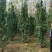 绿化苗木