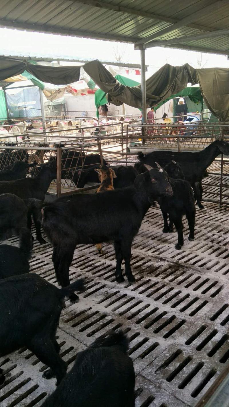 努比亚黑山羊怀孕母羊羔羊全国包邮包技术包成活
