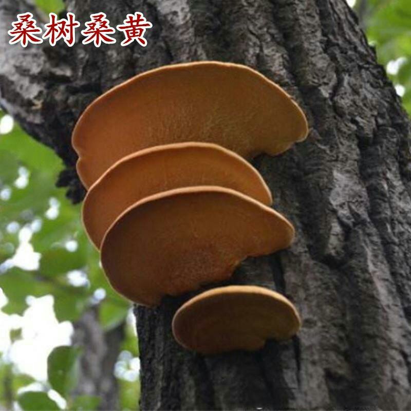 桑树桑黄天然食用桑黄菌自晒