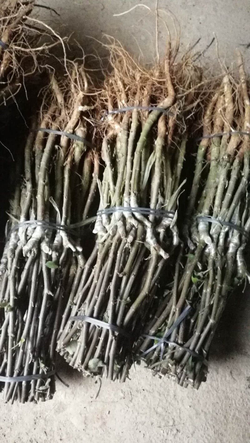 新品种花露露苹果枣苗
