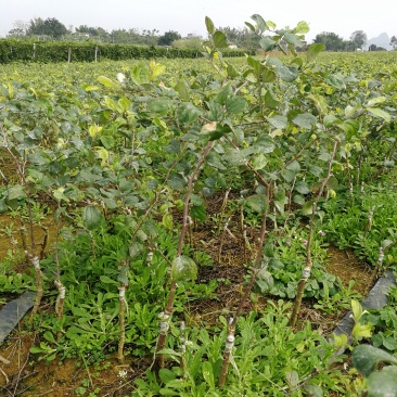 新品种花露露苹果枣苗