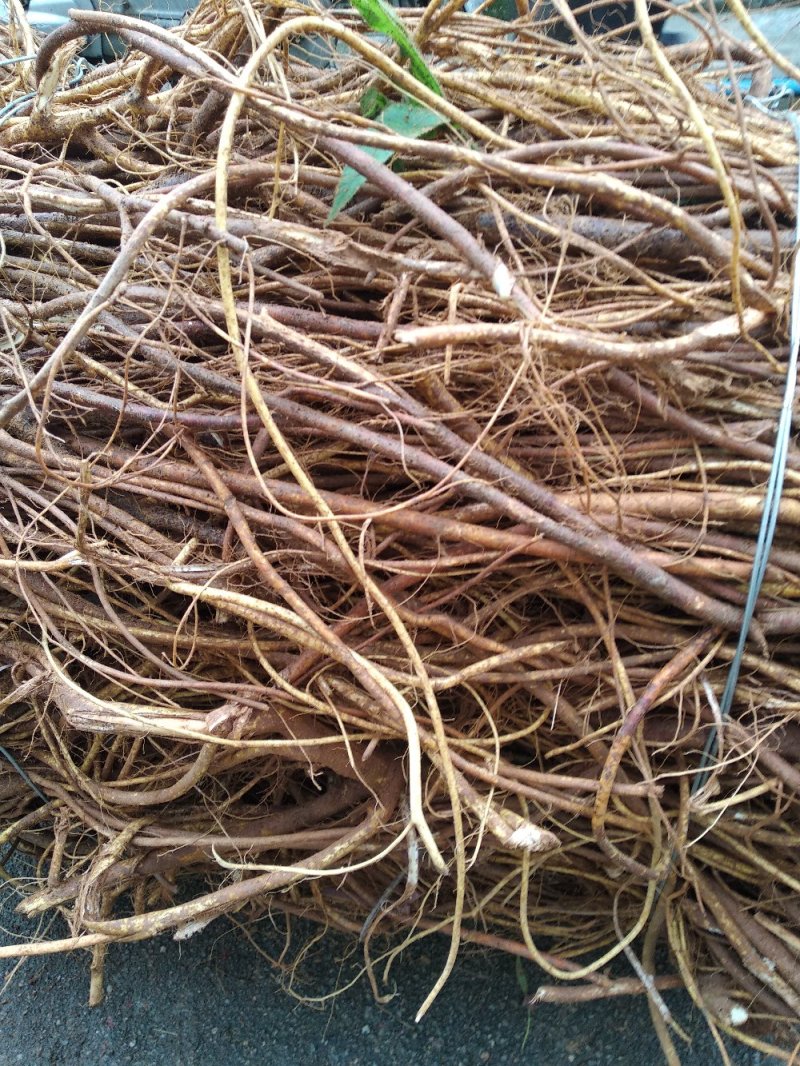 五指毛桃鲜货，根长香味浓