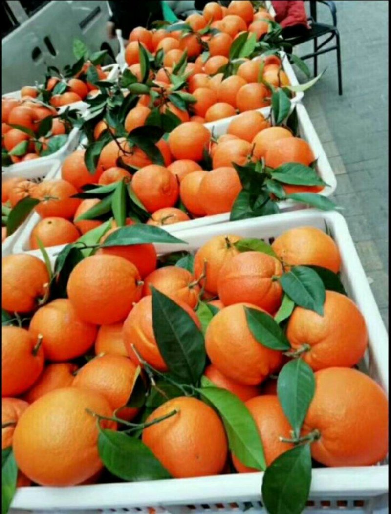 脐橙纽荷尔长虹中华红血橙产地现摘现发大量供应