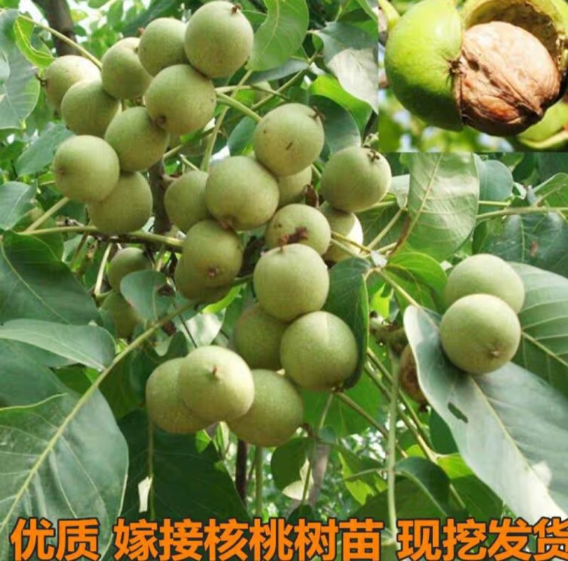 山西薄皮核桃苗香玲核桃苗中农短枝核桃苗3_10公分核桃树