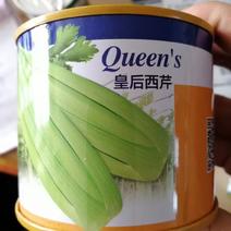 【精选】芹菜种子皇后西芹种子大芹菜种子产量高