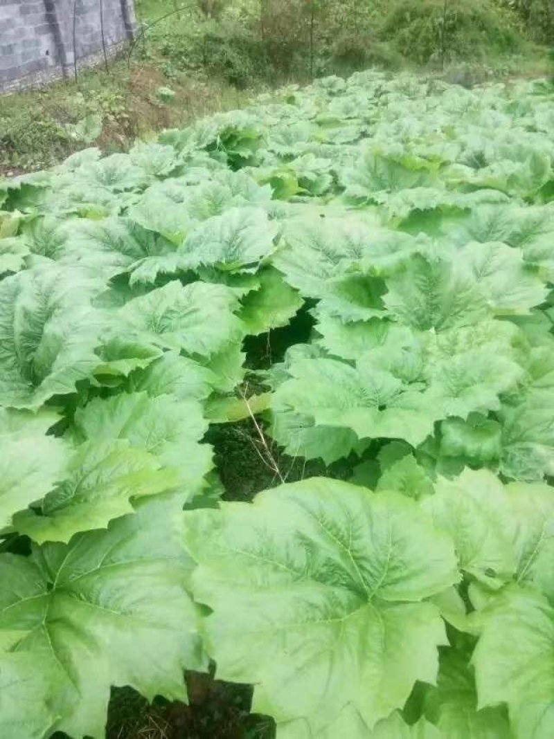 大黄种苗