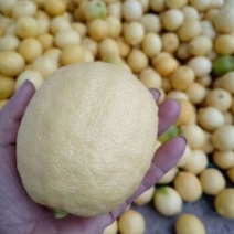 柠檬