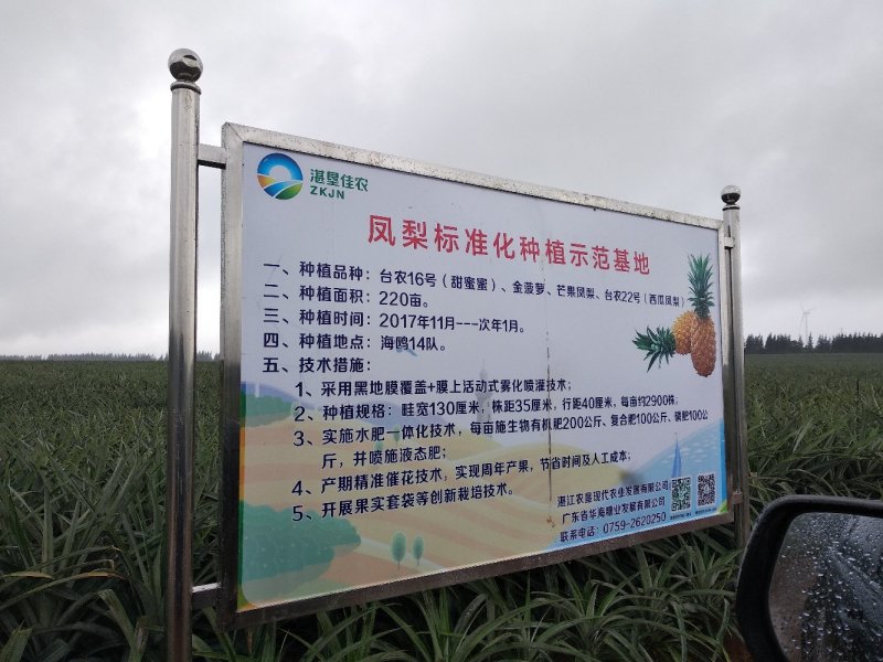 台农16甜蜜蜜凤梨金钻菠萝芒果凤梨基地直供
