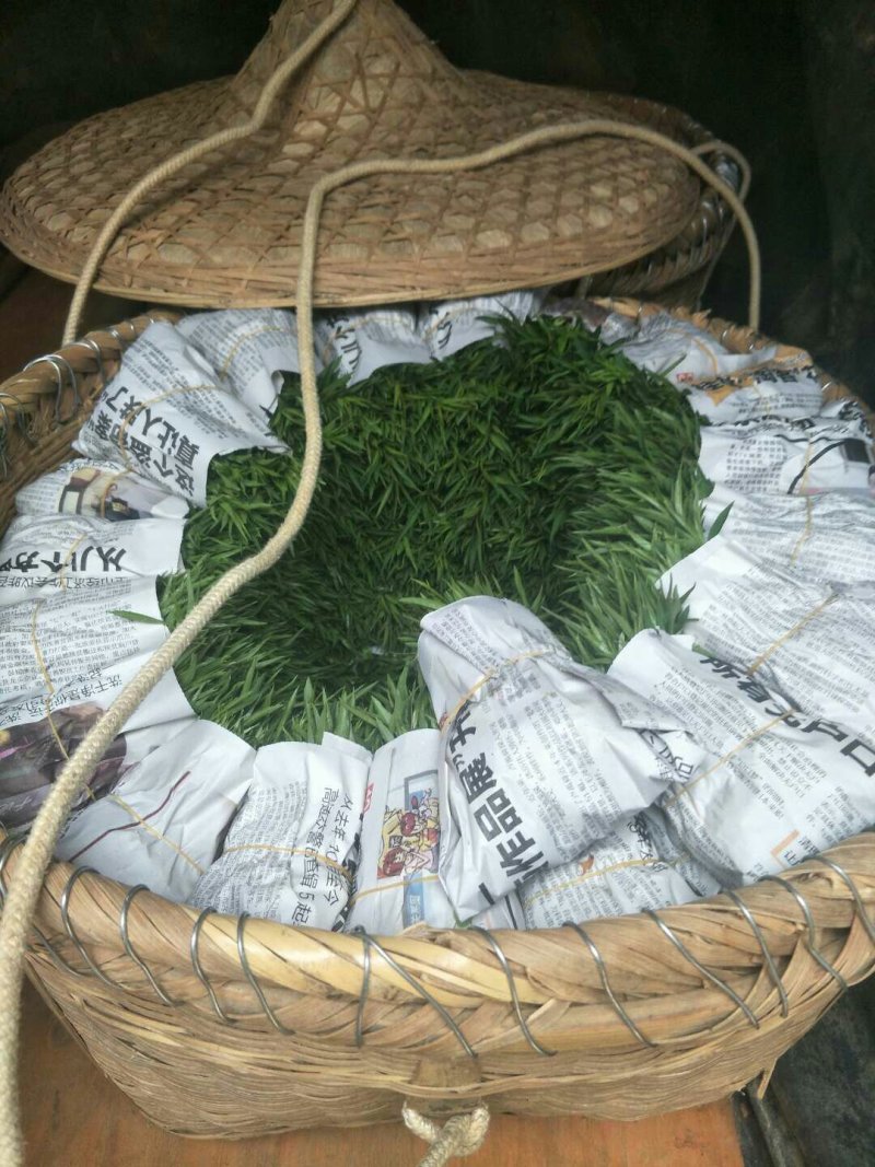 供应优质毛桃芽苗毛桃苗
