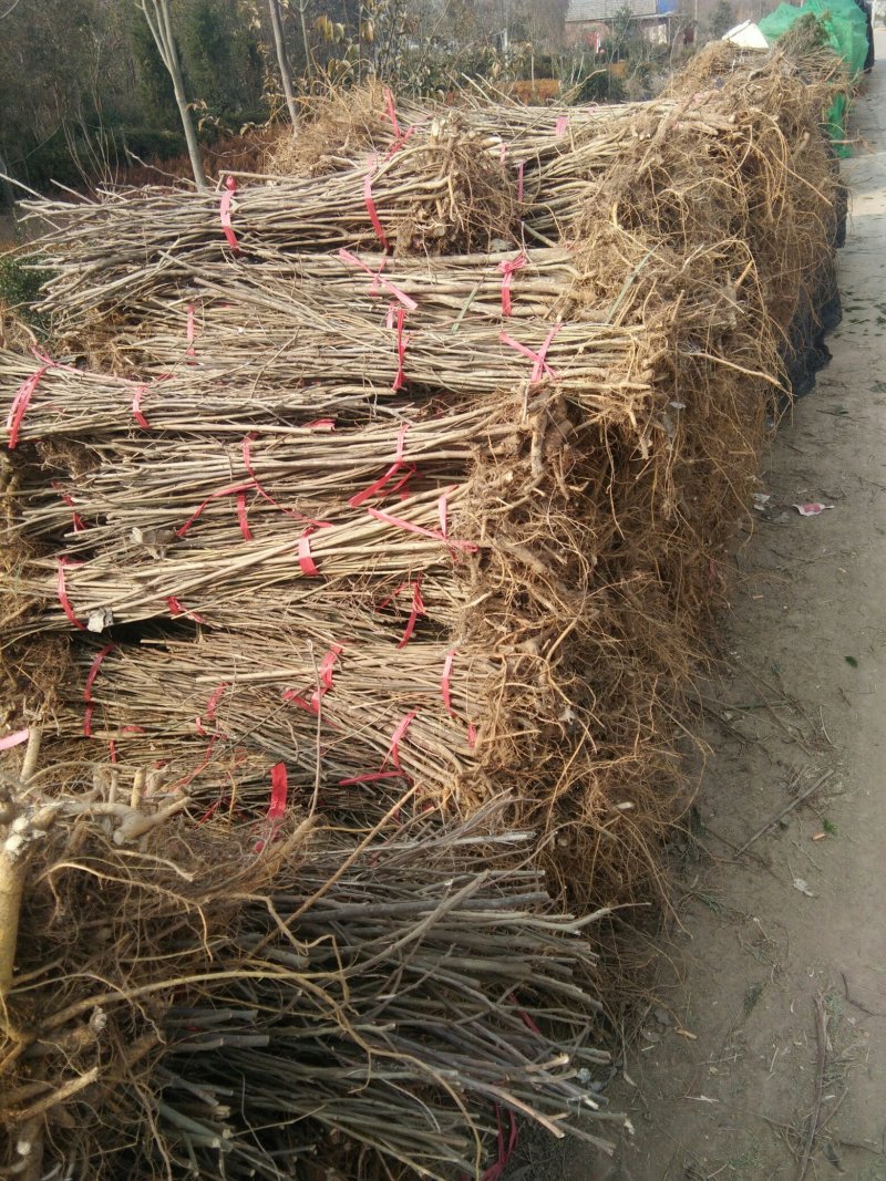 大量供应构树小苗
