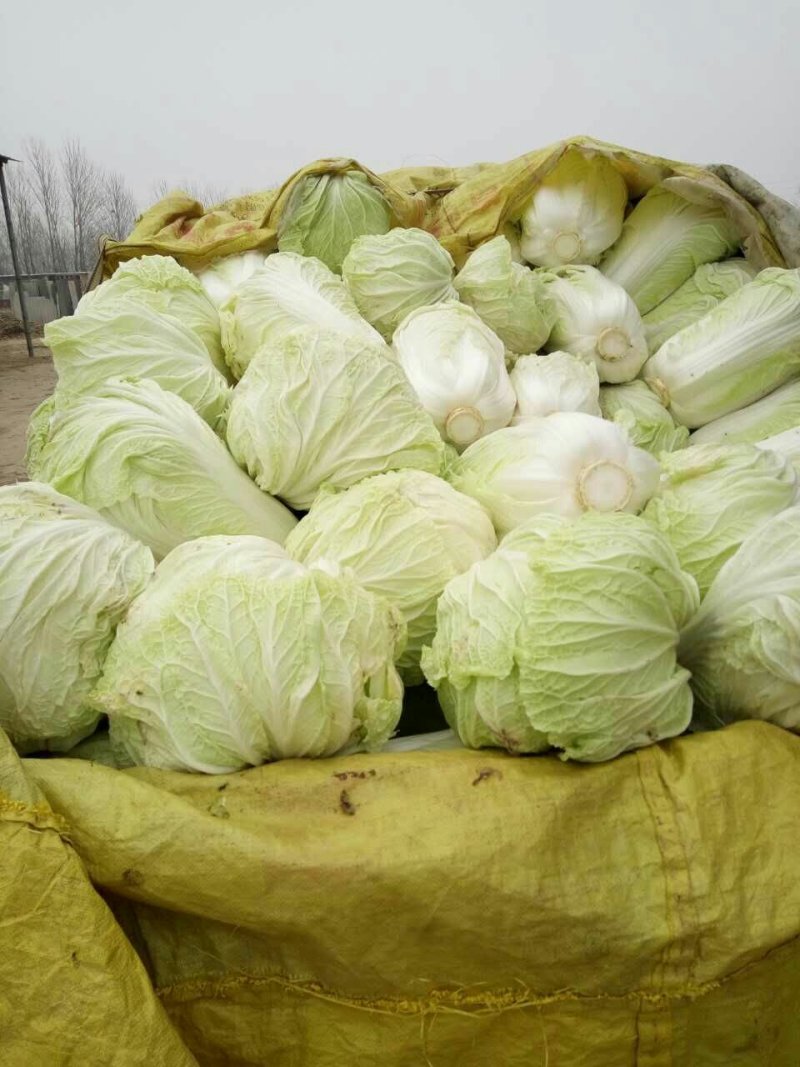 精品黄心大白菜山东聊城大白菜大量供应中需要的客户联系我