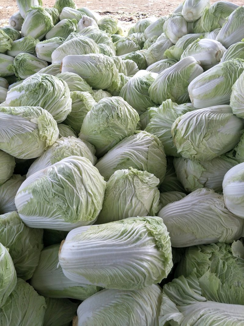 精品黄心大白菜山东聊城大白菜大量供应中需要的客户联系我