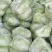 精品黄心大白菜山东聊城大白菜大量供应中需要的客户联系我