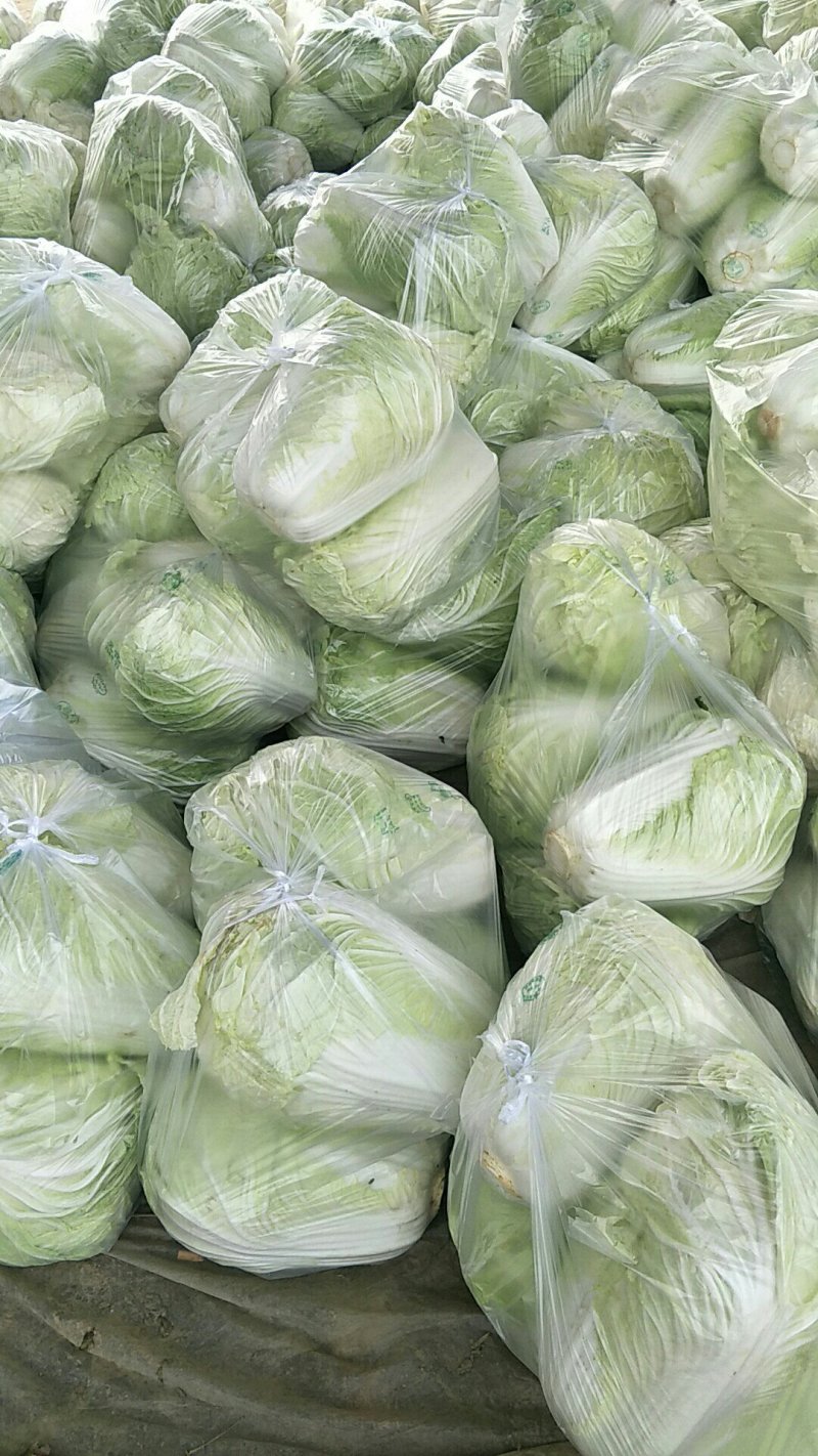 精品黄心大白菜山东聊城大白菜大量供应中需要的客户联系我