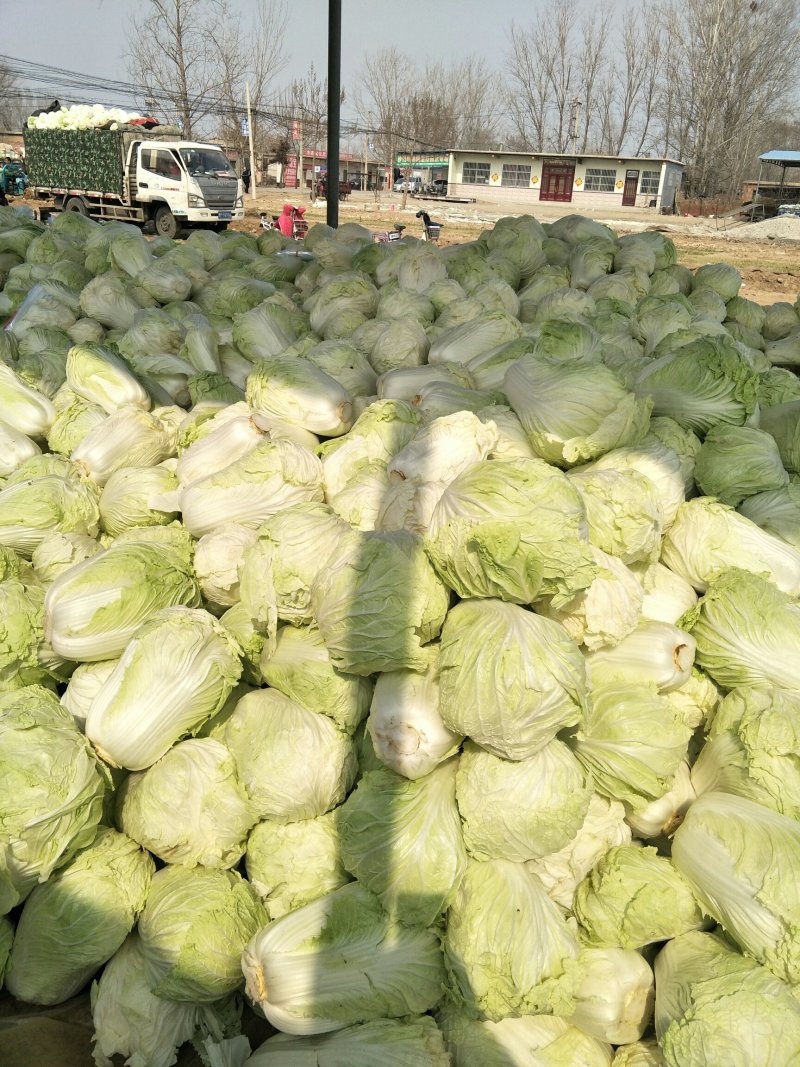 精品黄心大白菜山东聊城大白菜大量供应中需要的客户联系我
