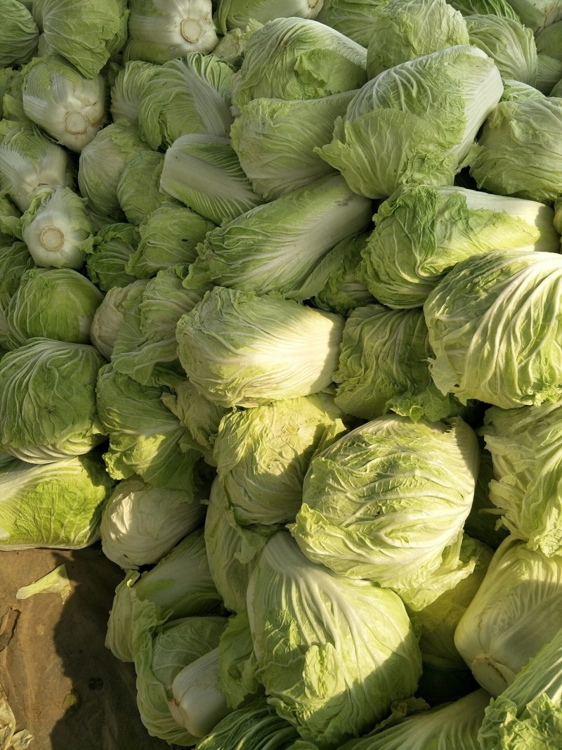 精品黄心大白菜山东聊城大白菜大量供应中需要的客户联系我