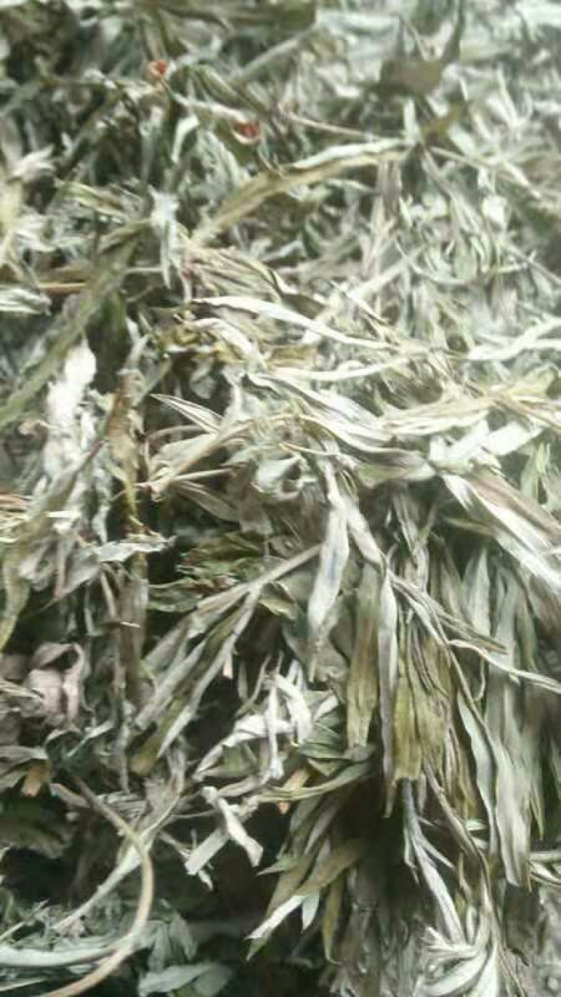 小艾叶大量供应