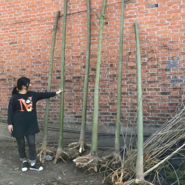 大量供应青桐中国梧桐各种规格大小苗