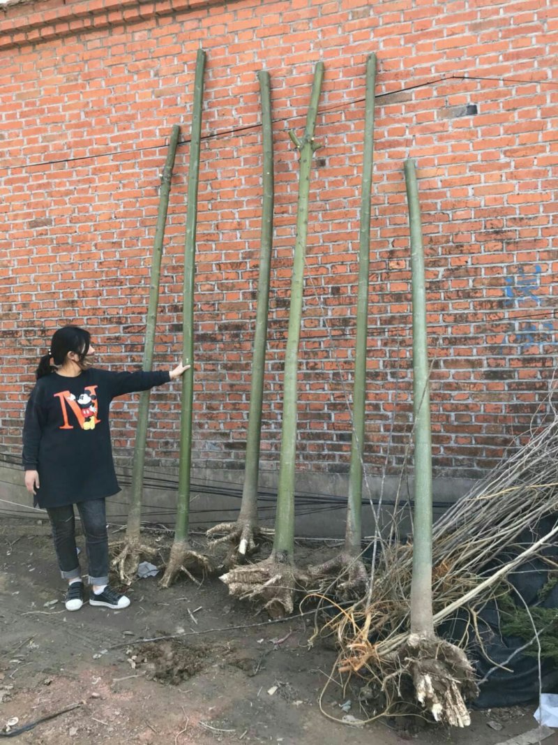大量供应青桐中国梧桐各种规格大小苗